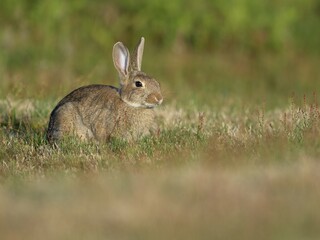 European rabbit (Oryctolagus cuniculus), Texel, North Holland, Netherlands