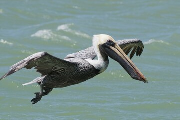 Brown Pelican (Pelecanus occidentalis), flies over water, Rio Lagartos, Yucatan, Mexico, Central America
