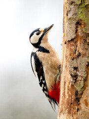 Buntspecht (Dendrocopos major)   00