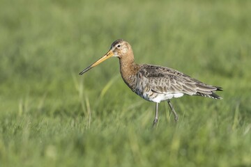 Black-tailed godwit (Limosa limosa), moving through wet meadow, Texel, West Frisian Islands, Province of North Holland, Netherlands