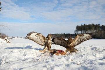 Common buzzards (Buteo buteo) in dispute over a brown hare, Allgaeu region, Bavaria, Germany, Europe