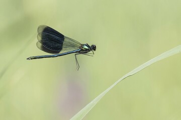 Banded demoiselle (Calopteryx splendens), male approaching reed stem, Hesse, Germany, Europe