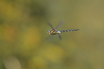 Southern Hawker (Aeshna cyanea) in flight, North Rhine-Westphalia, Germany, Europe