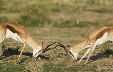 Springboks (Antidorcas marsupialis), fighting males, rainy season with green surroundings, Kalahari Desert, Kgalagadi Transfrontier Park, South Africa, Africa