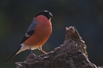 Eurasian bullfinch (Pyrrhula pyrrhula), male sits on deadwood, Emsland, Lower Saxony, Germany,...