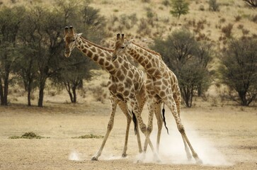 Southern Giraffe (Giraffa giraffa giraffa), fighting males in the dry Auob riverbed, Kalahari Desert, Kgalagadi Transfrontier Park, South Africa, Africa