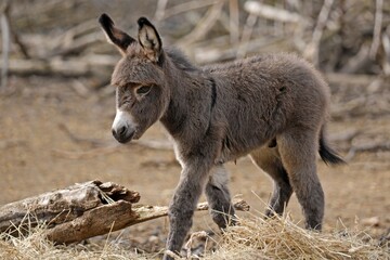 Donkey (Equus asinus asinus), Austria, Europe