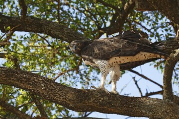 Martial eagle (Polemaetus bellicosus) camouflaged in tree, Serengeti National Park, Tanzania, Africa