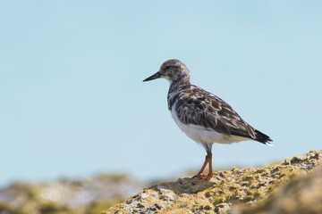 Ruddy turnstone (Arenaria interpres), Cayo Santa Maria, Cuba, Central America