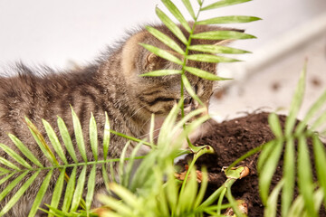 A tabby kitten curiously explores a broken plant pot, partially hidden behind green leaves with...