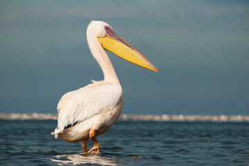 African wild birds. A lone Great pelican on a blue lagoon on a sunny day