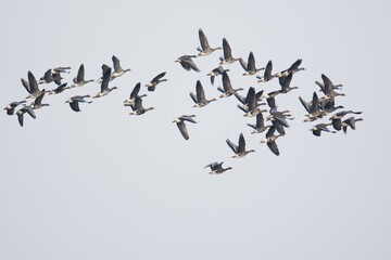 Greater white-fronted geese (Anser albifrons), birds in flight, province Drenthe, Netherlands