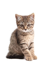 Cute tabby kitten sitting calmly, staring forward with wide eyes. The fluffy striped fur, perked ears, and delicate whiskers highlight its innocence and curiosity