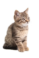 Fluffy tabby kitten sitting with perked ears, gazing to the side. The striped fur, delicate whiskers, and soft paws highlight its innocent curiosity