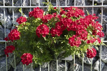 Red flowering verbena (Verbena), hanging basket at stone wall, Germany, Europe