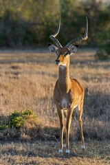 Impala (Aepyceros melampus), vigilant, Ol Pejeta Reserve, Kenya, Africa