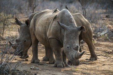 White rhino (Ceratotherium simum) with Red-billed hackers (Buphagus erythrorhynchus) on the back, Madikwe Game Reserve, North-West, South Africa, Africa