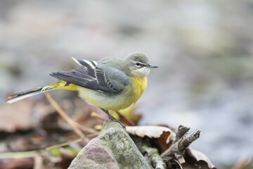 Grey wagtail (Motacilla cinerea) shakes feathers, Hesse, Germany, Europe