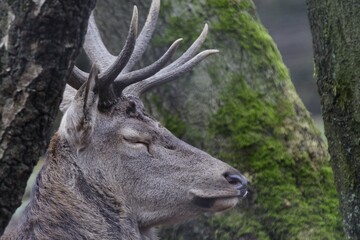 Red Deer (Cervus elaphus), Lueerwald Forest, Sauerland, North Rhine-Westphalia, Germany, Europe