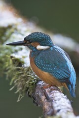 Eurasian kingfisher (Alcedo atthis) sitting on tree branch, male, Emsland, Lower Saxony, Germany, Europe
