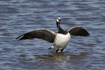 Barnacle goose (Branta leucopsis) is in water with open wings, North Sea coast, Dithmarschen, Schleswig-Holstein, Germany, Europe