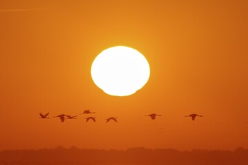 Common cranes (Grus grus), swarm of birds flying at sunrise, Western Pomerania Lagoon Area National Park, Mecklenburg-Western Pomerania, Germany, Europe