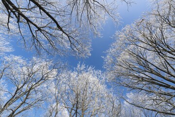 Treetops with hoarfrost, Guxhagen, North Hesse, Hesse, Germany, Europe
