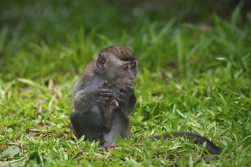 Crab-eating macaque (Macaca fascicularis), young in the grass, Bako National Park, Sarawak, Borneo, Malaysia, Asia