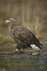 White-tailed Eagle or Sea Eagle (Haliaeetus albicilla) perched on an icy surface