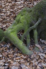 Oak tree roots, Lueerwald Forest, Sauerland, North Rhine-Westphalia, Germany, Europe