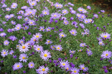 Green leaves and violet flowers of Michaelmas daisies in October