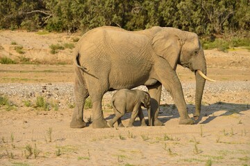 Fototapeta premium African bush elephants (Loxodonta africana), rare namibian desert elephants, cow and calf, Hoarusib River, Namib Desert, Kaokoland, Kaokoveld, Kunene Region, Namibia, Africa