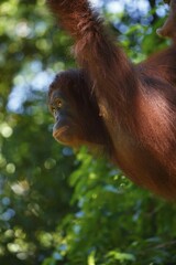 Portrait, Bornean Orangutan (Pongo pygmaeus), Borneo, Malaysia, Asia