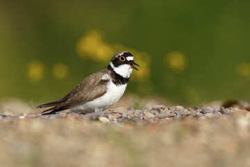 Little ringed plover (Charadrius dubius), calling male, Biosphere Reserve Middle Elbe,...