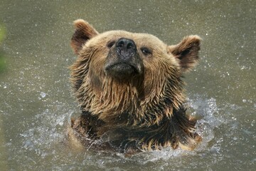 Brown bear (Ursus arctos) bathes in pond, France, Europe