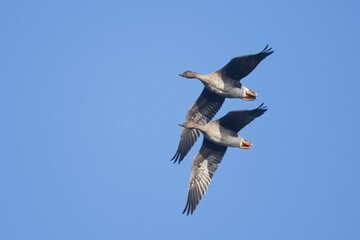 Bean Geese (Anser fabalis), pair, flying, Emsland, Lower Saxony, Germany, Europe