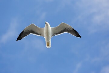 Yellow-legged gull (Larus michahellis) in flight, Portugal, Europe