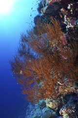 Black wire coral (Antipathes dichotoma), St Johns reef dive site, Saint Johns, Red Sea, Egypt, Africa © Rolf von Riedmatten/imageBROKER