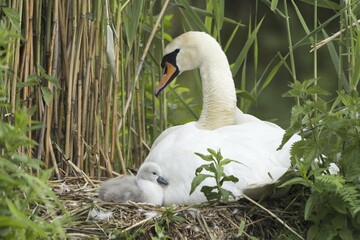 Mute swan (Cygnus olor) on nest with chick, Hesse, Germany, Europe