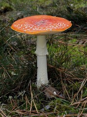 Fly agaric (Amanita muscaria)