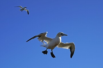 Northern gannet (Sula bassana) flying, Helgoland, Schleswig-Holstein, Germany, Europe