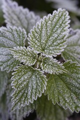 Stinging nettle covered with hoarfrost, Lueerwald, North Rhine-Westphalia, Germany, Europe