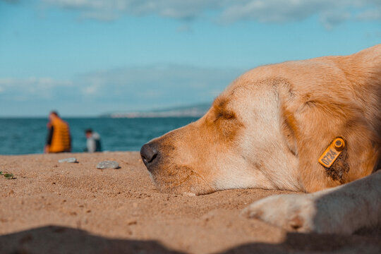 dog on the beach, bursa trilye