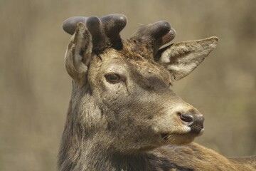 Red Deer (Cervus elaphus), Lueerwald, North Rhine-Westphalia, Germany, Europe