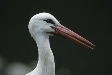 White Stork (Ciconia ciconia)