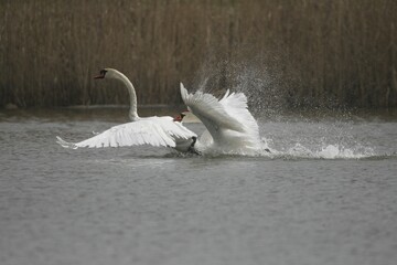 Mute Swans (Cygnus olor) fighting over territory, one of them chased away by the apparent winner