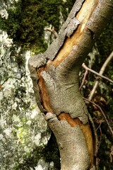 Old branch of a beech (Fagus sylvatica)