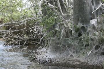 Ermine Moths (Yponomeuta evonymella) and cocoon near stream