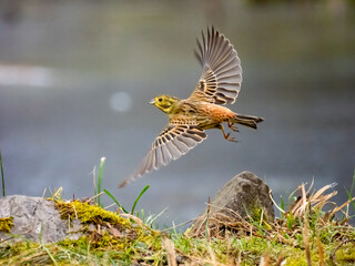 Goldammer (Emberiza citrinella)