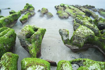 Green seaweed on rocky seacoast, Laomei, New Taipei, Taiwan, Asia